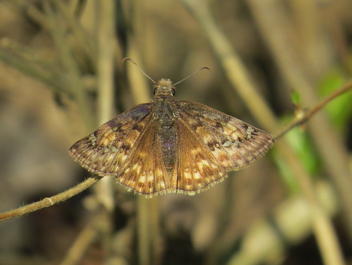 Juvenal's Duskywing - female